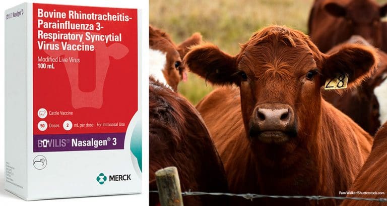 Merck Introduces Three-Way Cattle Vaccine
