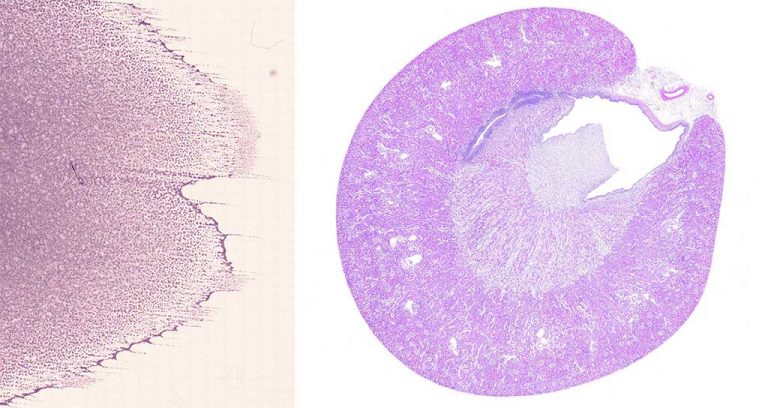 Scopio Labs Launches High-Res Digital Cytology System