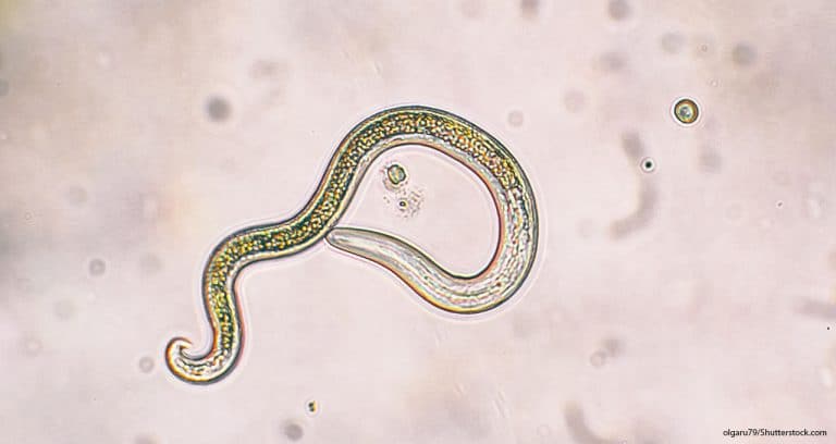 Boehringer Ingelheim Launches Worm Wars Campaign