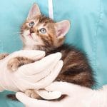 Cat Friendly Practice
