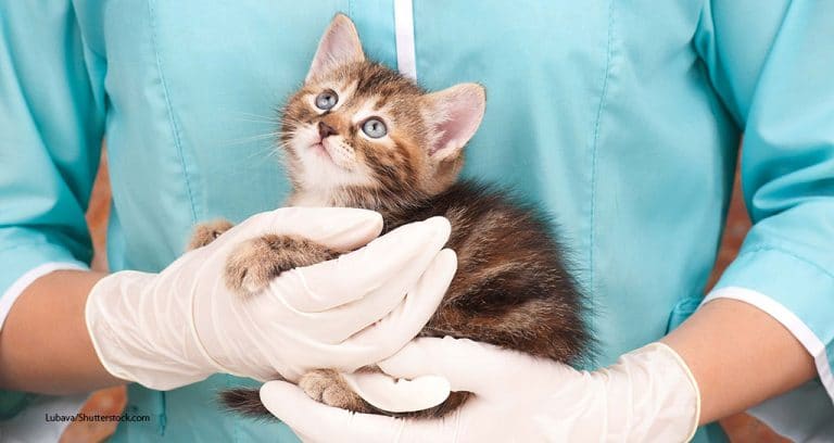 Cat Friendly Is the Way to Go, Practices Say