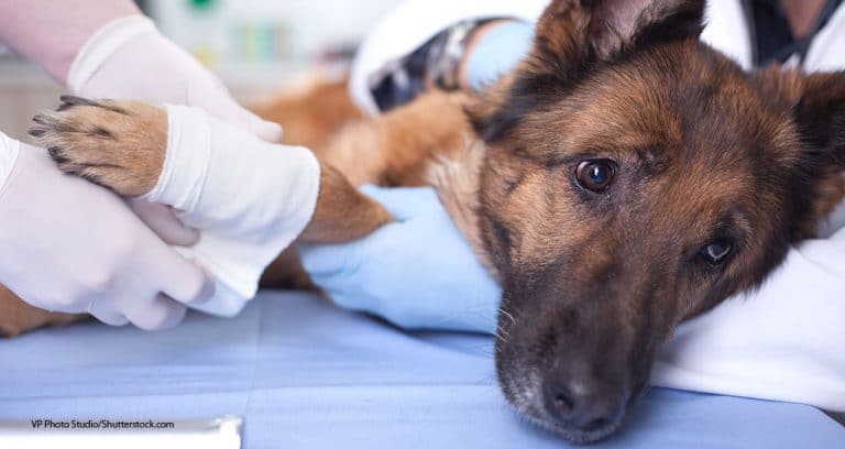 BVA: Stick to Urgent Care to Help Stop COVID-19