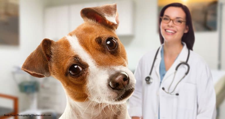 How to Modernize Your Veterinary Practice
