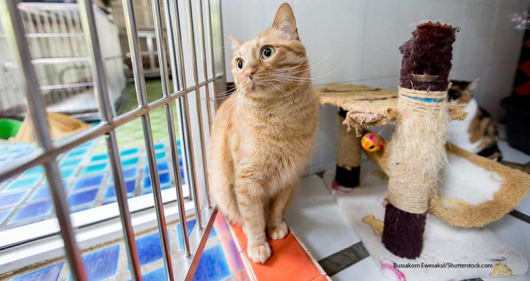 Packaged Facts Predicts Decline in Pet Boarding