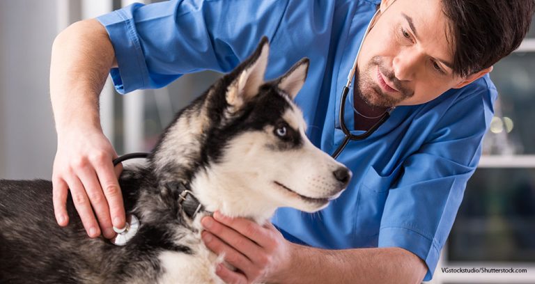 Business Tumbles at Many N.Y. Veterinary Hospitals