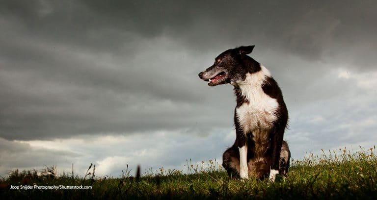 April Starts Poorly for Veterinary Practices