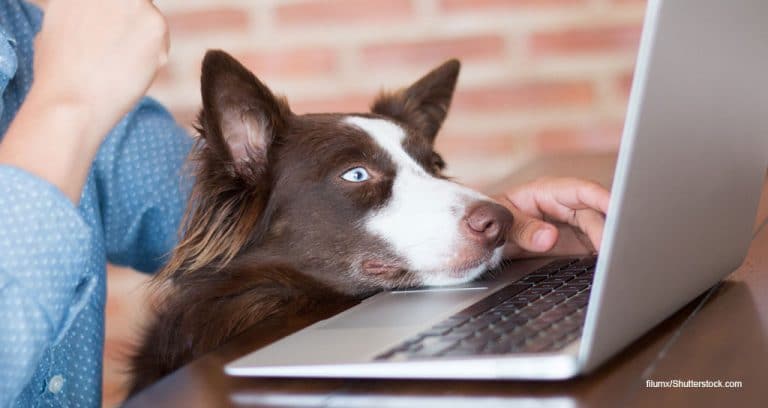 GuardianVets Teams Up With Distributor