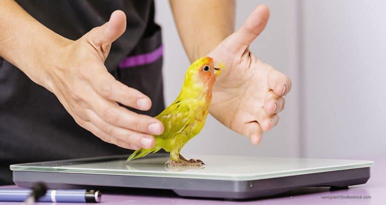 Have no fear, avian certification is here