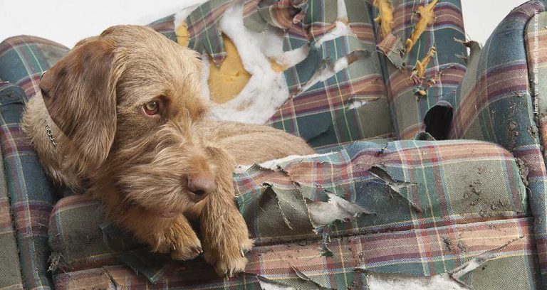Penn Vet launches pet behavior advice app