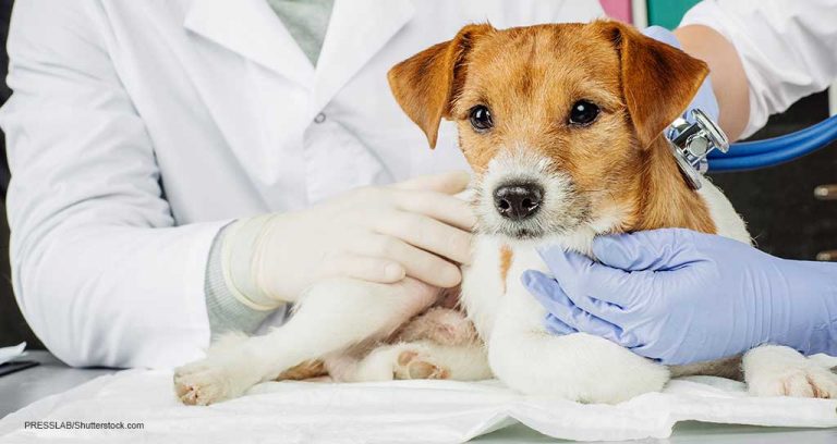 2.8% of U.S. dogs carry health insurance