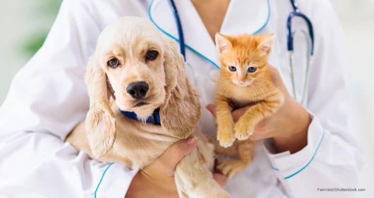 Pet insurance continues double-digit growth