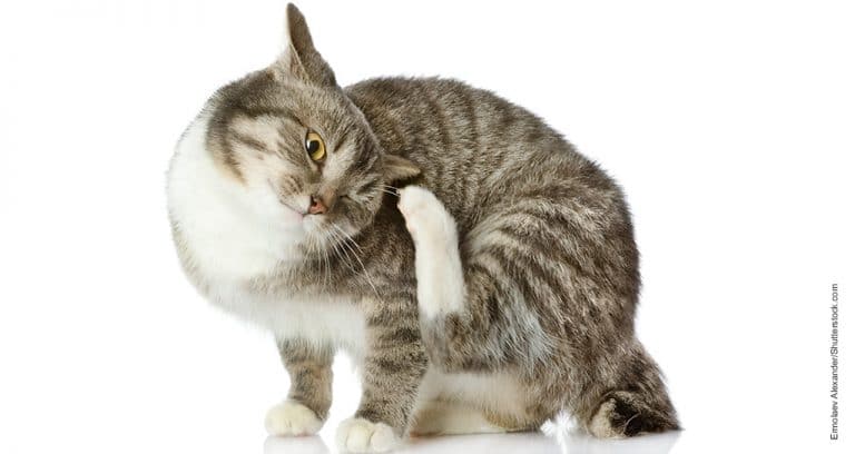 FDA Approves Generic Feline Parasiticide