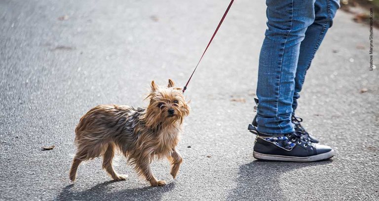 Many pet owners can’t afford major veterinary bill