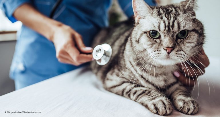 5 Ways to Succeed in the Pandemic Era