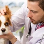 pet care