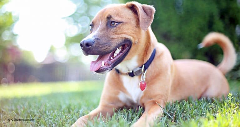Study: Delayed neutering benefits larger dogs