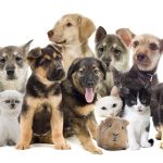 veterinary care pets
