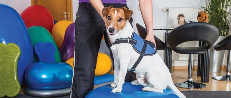 The Value of Integrative Veterinary Medicine