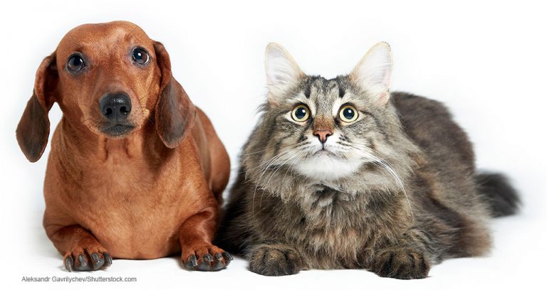 Pets remain in high demand during COVID