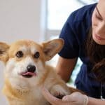 trends in veterinary medicine