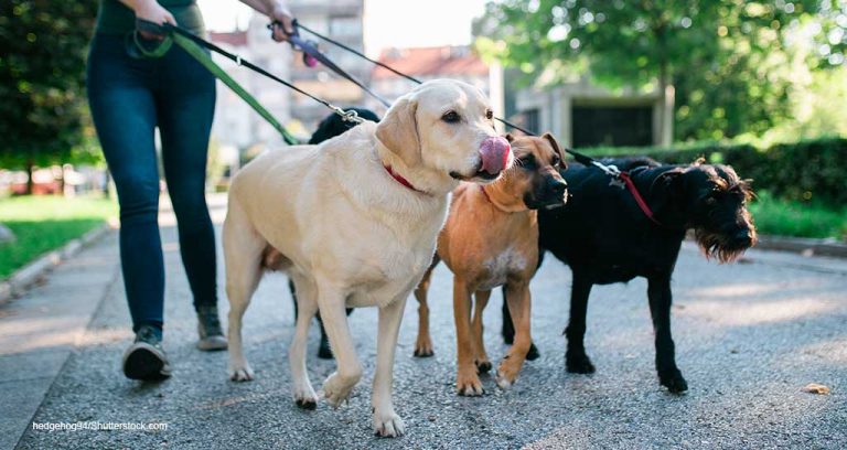 Walmart teams up with Petplan and Rover