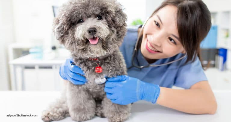 Exploring Solutions to the Rising Cost of Pet Care