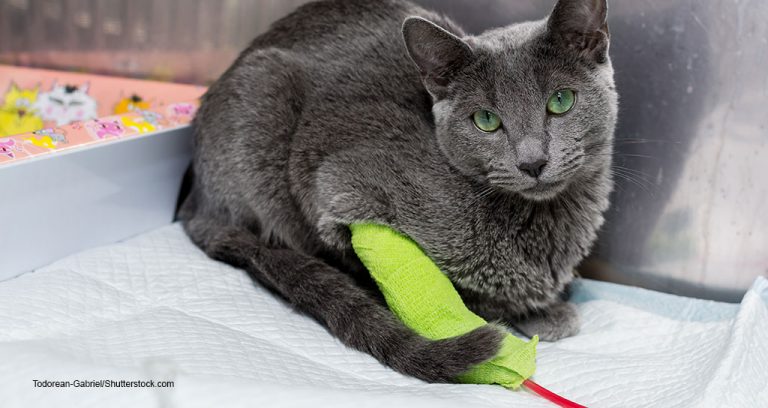 BluePearl Asks for More Pet Blood Donations