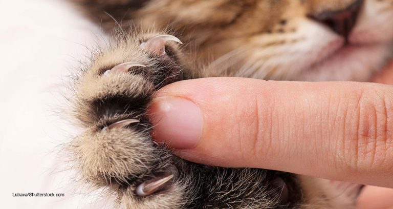 Cat Friendly Practices Won’t Do Elective Declaws
