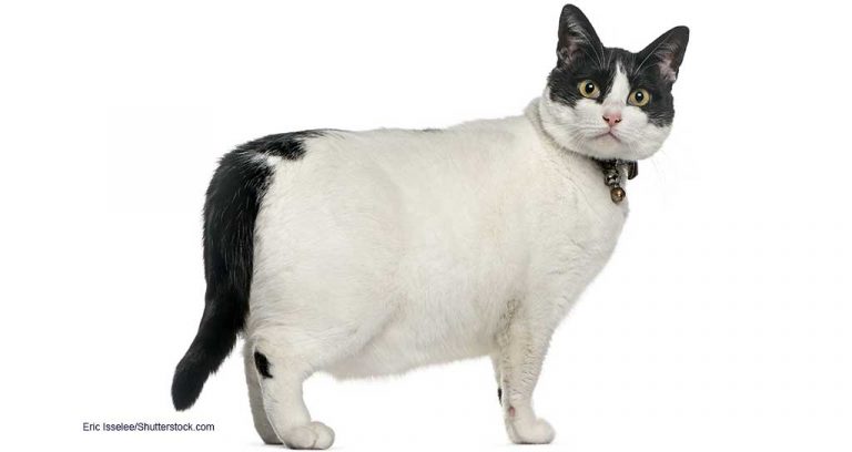 Weight Issues Bring More Pets to the Doctor