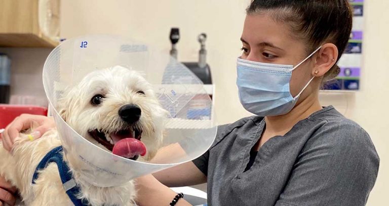 Bond Vet Builds a Career Ladder for Nurses