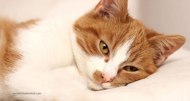 European Commission OKs Feline OA Therapy