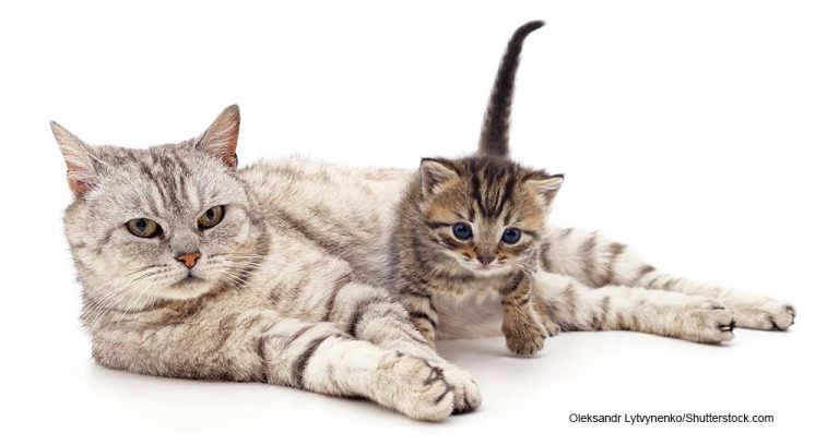 AAHA, AAFP Release Feline Life Stage Guidelines
