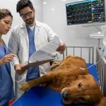 veterinary technicians