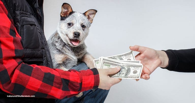 U.S. Veterinary Market Totaled $31.4 Billion in 2020