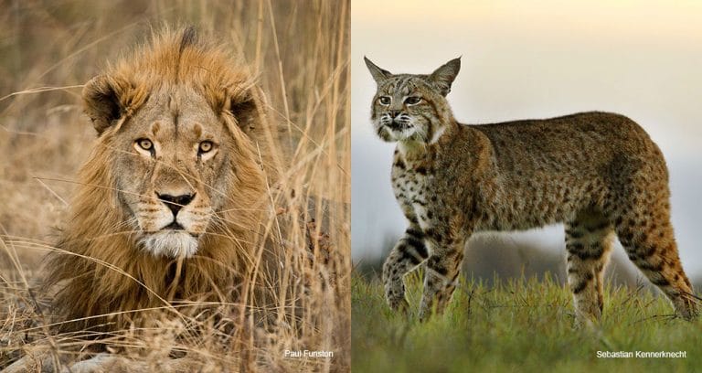Ayers Foundation Gives $20 Million to Protect Wild Cats