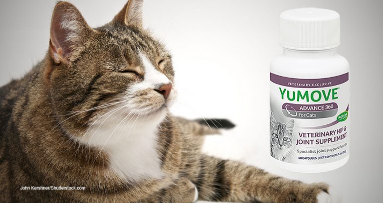 New for Cats: YuMove Advance 360