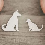 pet insurance