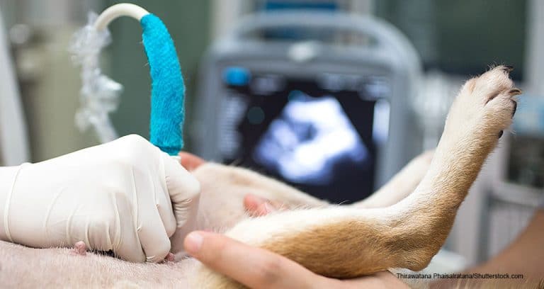 Industry Giant NVA Acquires SAGE Veterinary Centers