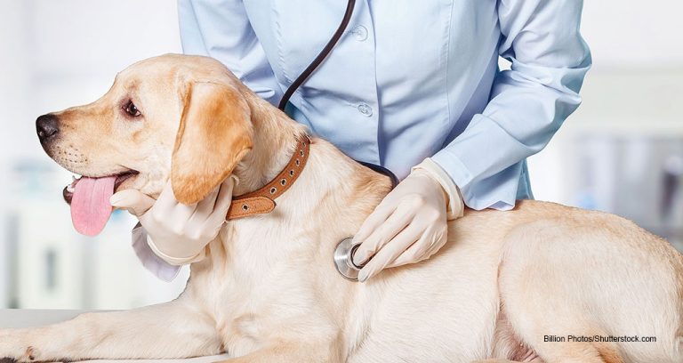 Covetrus to Acquire Veterinary Care Plans