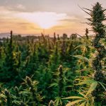 cannabinoid