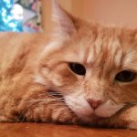 diabetes cat