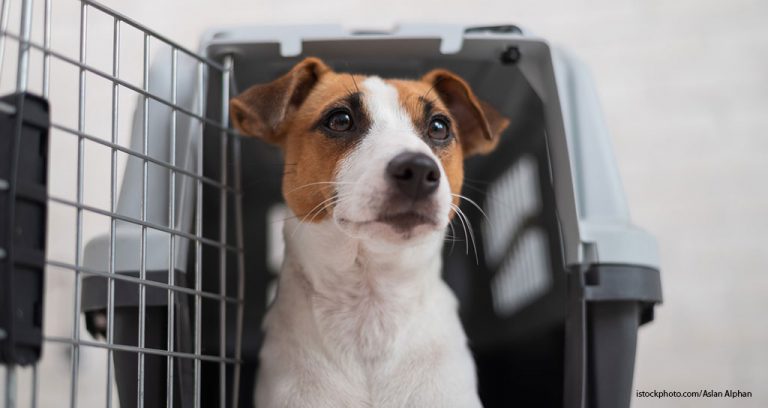 3 Insurance Policies Every Veterinarian Should Have