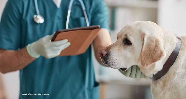 News Roundup: Chewy / PetsApp / VMAE / Xoran