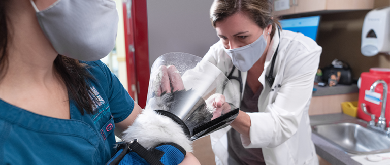 The Future of Pet Health Care: Creating a Continuum of Care
