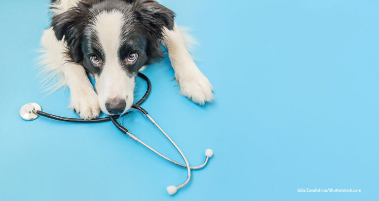 AVMA Is Urged to Address Veterinarian Shortage