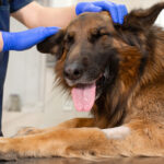 veterinary care