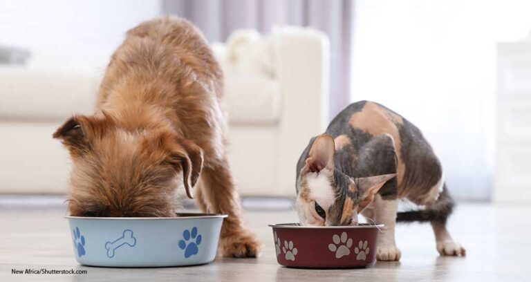 News Roundup: Virbac / CareVet / Shepherd
