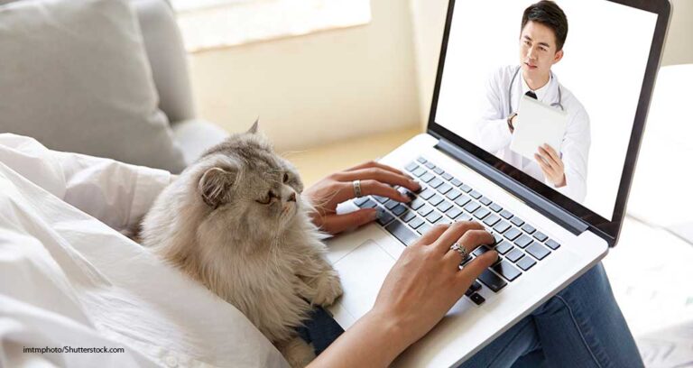 Why a Virtual VCPR Is Necessary