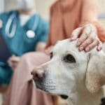 concierge care