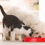 feeding